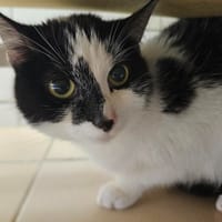 LUNA, chatte à adopter