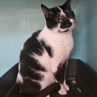 Minou att test calici, chat à adopter