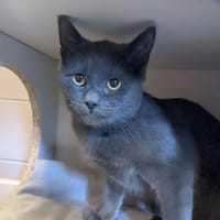 GATIEN, chat à adopter