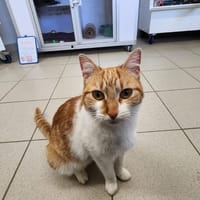 Biscuit, chatte à adopter