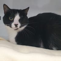 COURONNE CHA, chatte à adopter