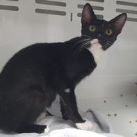 MISTY CHA, chatte à adopter