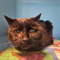 AROARII, chat à adopter