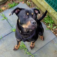 TOMY, chien à adopter