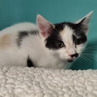 PASSOA, chatte à adopter