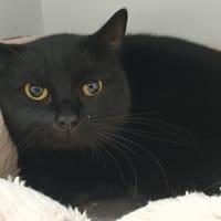 LOUNA CHA, chatte à adopter