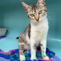 WAKA, chatte à adopter