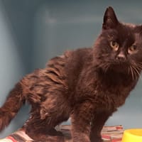 ALOUETTE, chatte à adopter