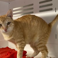 ILMA, chatte à adopter