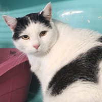 KOOKIE, chat à adopter