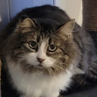 Palerma, chatte à adopter