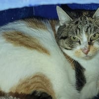 PEPSIE, chatte à adopter