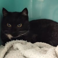 CHAT QUILA, chatte à adopter