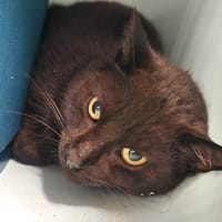 RUSTIK QCT, chatte à adopter