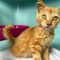 ATTAYA, chatte à adopter