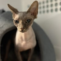 DALIA, chatte à adopter