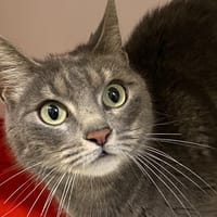 Jasmine, chatte à adopter