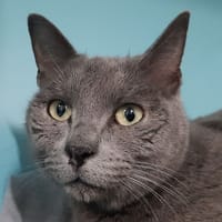 Mousquette, chatte à adopter