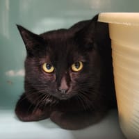 BOURBOUL QCT, chatte à adopter