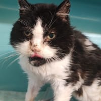 EX TONTON /HERCULE, chat à adopter