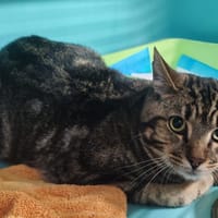 MISTER PAPOUILLE, chat à adopter