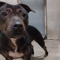 GANDJA VAA, chienne à adopter