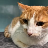 jimmy, chat à adopter
