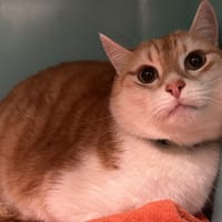 gribouille, chat à adopter