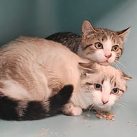 HINANO, chat à adopter