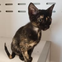 BOUDE(en cours d adoption), chatte à adopter