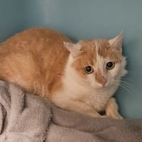 ARA, chatte à adopter