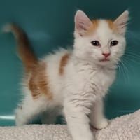 MARTINI, chat à adopter