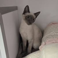 filou, chat à adopter