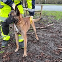 RYSON, chien à adopter