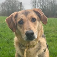 ROUXI, chienne à adopter