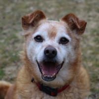 KENDJY, chien à adopter