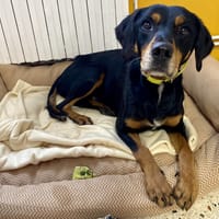 DJINKO, chien à adopter