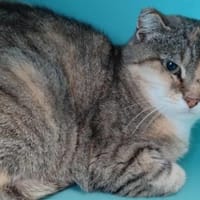 CHINE QCT (j'ai trouvé ma famille), chatte à adopter