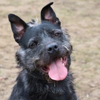 ED, chien à adopter