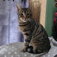 NOE, chat à adopter