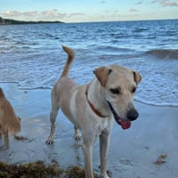 BUDY le magnifique, chien à adopter