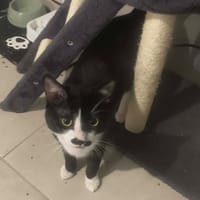 SYMBA, chat à adopter