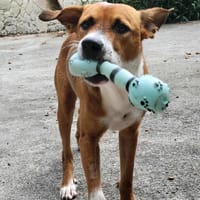 Aloka, la joie de vivre, chien à adopter