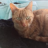 Java Sauvagnon 24, chat à adopter