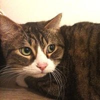 TRESOR, chat à adopter