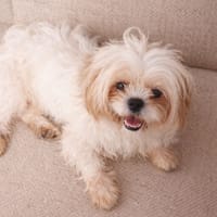 SAVITA, chienne à adopter