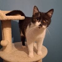 MISTY, chatte à adopter