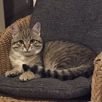 VALOU, chat à adopter
