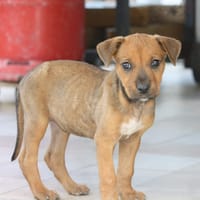 KARAMELLE, Chiot femelle Berger Créole, chienne à adopter