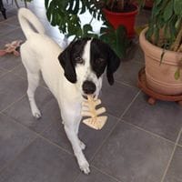 LIZZY, chienne à adopter